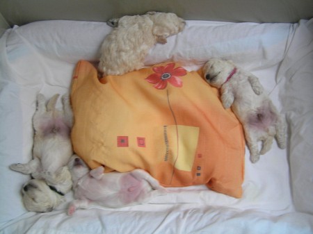 16. den siesta po ranním krmení